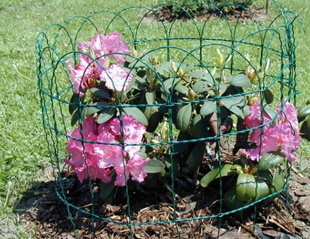 Garden Fence